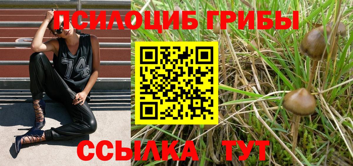 Псилоцибиновые грибы прущие грибы Дубна